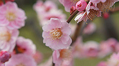 dsc00085_thumb.jpg