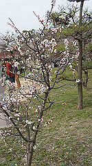 dsc00095_thumb.jpg