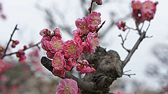 dsc00102_thumb.jpg