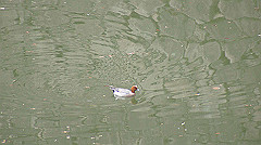 dsc00112_thumb.jpg
