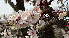 img_3961_thumb.jpg
