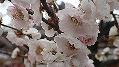 p3080246_thumb.jpg