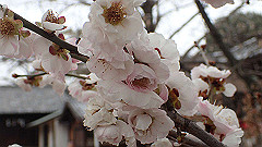 p3080247_thumb.jpg