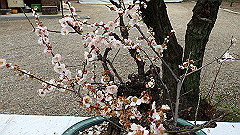 p3080248_thumb.jpg