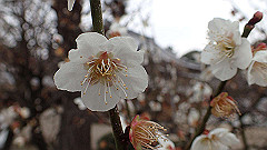 p3080250_thumb.jpg