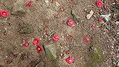 p3080358_thumb.jpg