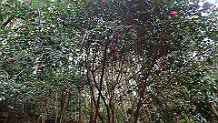 p3080359_thumb.jpg