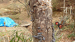 p3080381_thumb.jpg