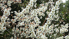 p3080402_thumb.jpg