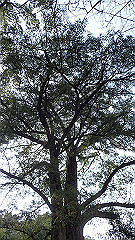 p3080572_thumb.jpg