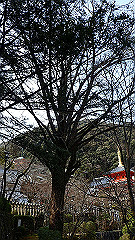 p3080574_thumb.jpg