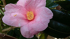 p3080613_thumb.jpg