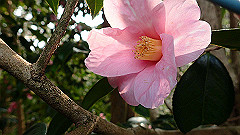 p3080614_thumb.jpg