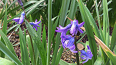 img_4080_thumb.jpg