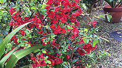 img_4081_thumb.jpg
