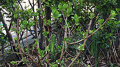 img_4082_thumb.jpg