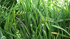 img_4085_thumb.jpg