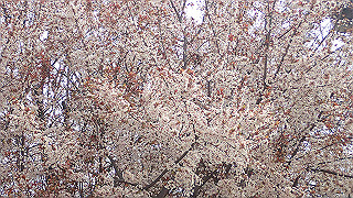 p3300697_thumb.jpg