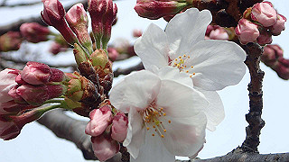 p3300703_thumb.jpg