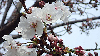 p3300704_thumb.jpg