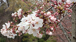 p3300705_thumb.jpg