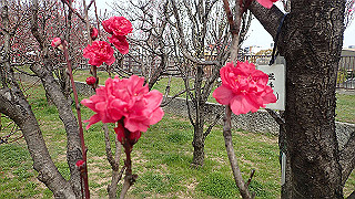 p3300711_thumb.jpg