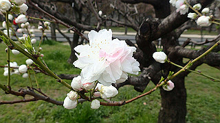 p3300714_thumb.jpg