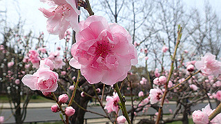 p3300716_thumb.jpg
