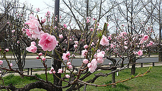 p3300718_thumb.jpg