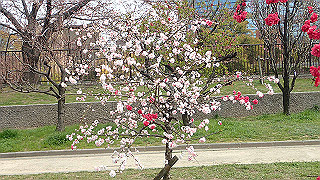 p3300719_thumb.jpg