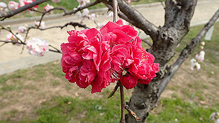 p3300725_thumb.jpg