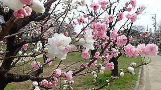 p3300727_thumb.jpg