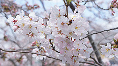 dsc00381_thumb.jpg