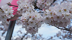 dsc00384_thumb.jpg