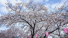 dsc00386_thumb.jpg