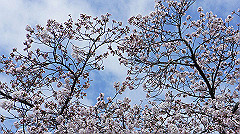 dsc00387_thumb.jpg