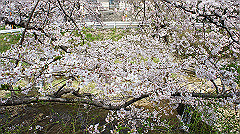 dsc00393_thumb.jpg