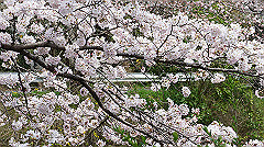 dsc00395_thumb.jpg