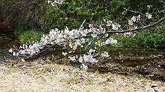 dsc00422_thumb.jpg