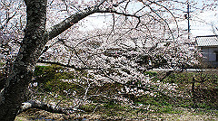 dsc00423_thumb.jpg