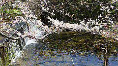 dsc00428_thumb.jpg
