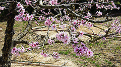 dsc00453_thumb.jpg
