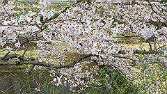img_4178_thumb.jpg