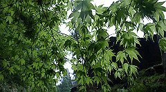 dsc00817_thumb.jpg