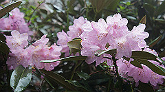 dsc00850_thumb.jpg