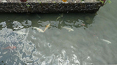 p5130319_thumb.jpg