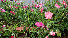 p5130665_thumb.jpg