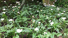 img_4689_thumb.jpg