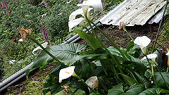 p5161142_thumb.jpg
