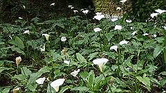 p5161169_thumb.jpg